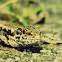 Lizard