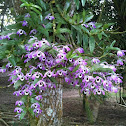 Dendrobium