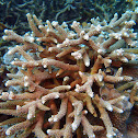 Acropora formosa