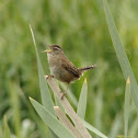 Marsh Wren
