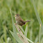Marsh Wren
