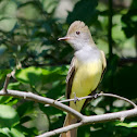 Great Crested Flycatcher