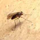 Mosca de patas largas