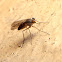 Mosca de patas largas