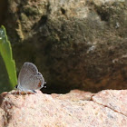 Karner Blue Butterfly