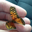 Gulf Fritillary