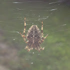 Cross Orbweaver