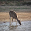 White-tailed Deer