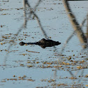 Alligator
