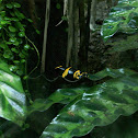 Yellow-Banded Poison Frog