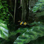 Yellow-Banded Poison Frog