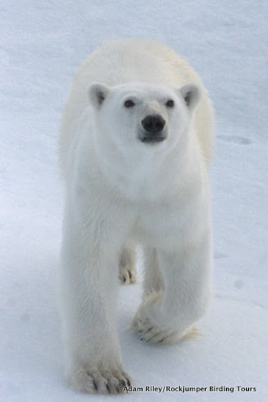 Spotting Image 1