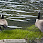 Canada geese