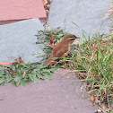 Carolina wren