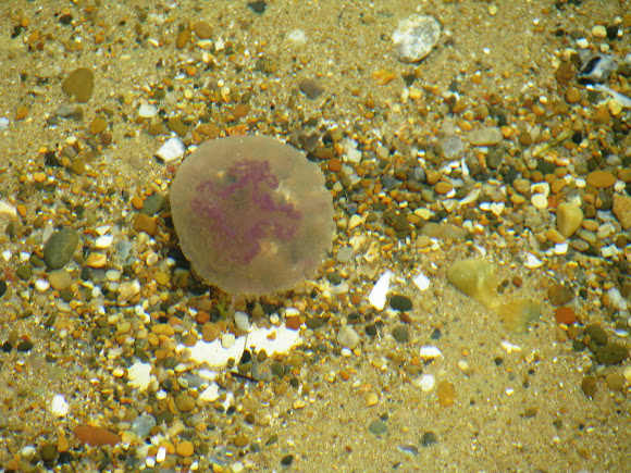 Spotting Image 1