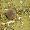 jelly fish