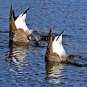 Canada Goose