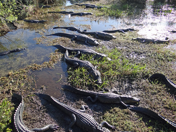 American Alligator 