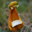 Sand Lady's Slipper