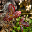 Poison Oak