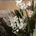 Garden Hyacinth