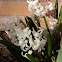 Garden Hyacinth
