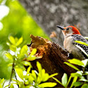 Red-bellied Woodpecker
