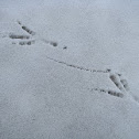American Crow (tracks)