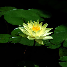 by Michelle Meenawong - Nature Up Close Flowers