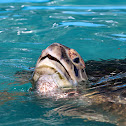 Green Sea Turtle