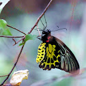 Golden Birdwing (金裳鳳蝶)