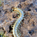 Mediterranean banded centipede