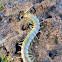 Mediterranean banded centipede