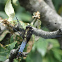 Blacktailed Skimmer dragonfly (male)