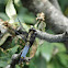 Blacktailed Skimmer dragonfly (male)