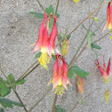 Eastern Red Columbine/Honeysuckle