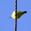 yellow-breasted sunbird (female)
