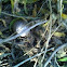 Silver Mushroom