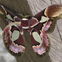 Rothschilds Moth