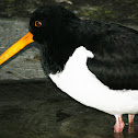 Eurasian Oystercatcher