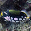 Clown triggerfish