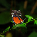 Hecale Longwing