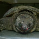 Common Snapper