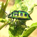 Jewell Bug