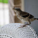 Brown Thrasher (fledgling)
