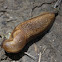 slug