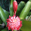 Bromelia