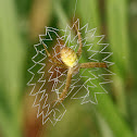 paired-legs orb web spider 金蛛