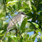 eastern kingbird
