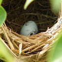 Red-winged Blackbird Egg